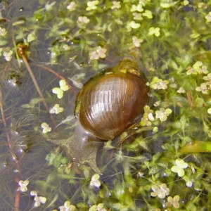 lumache lymnaea stagnalis