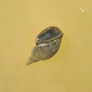 lumache lymnaea stagnalis
