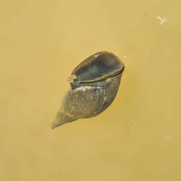 lumache lymnaea stagnalis