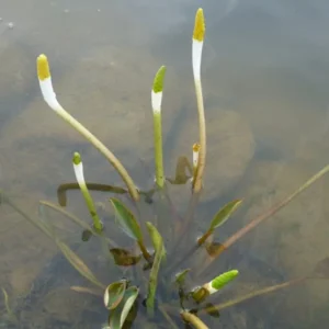 orontium aquaticum clava d'oro