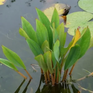 orontium aquaticum clava d'oro