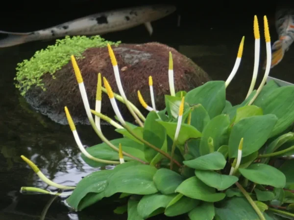 orontium aquaticum clava d'oro