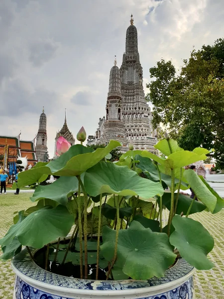 mini pond fior di loto bangkok