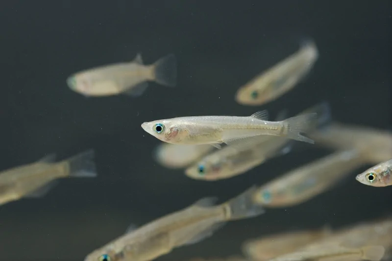 Dimensioni ottimali dell'acquario per i pesci rossi