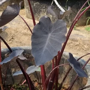 colocasia esculenta black runner