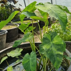 colocasia esculenta lime aide