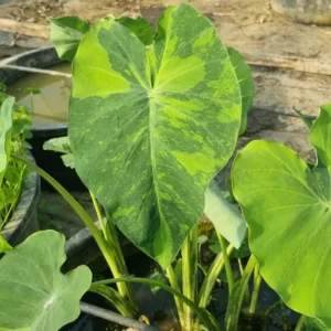 colocasia esculenta lime aide