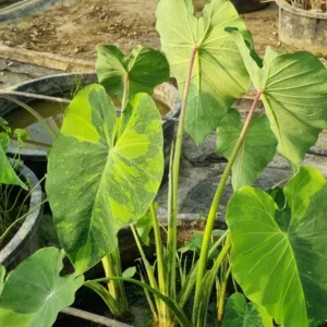 colocasia esculenta lime aide