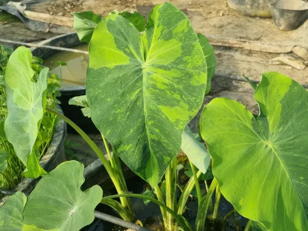 colocasia esculenta lime aide