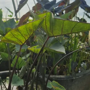 colocasia esculenta tea cup