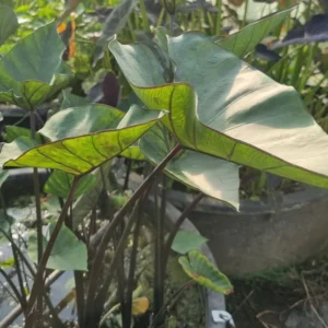 colocasia esculenta tea cup