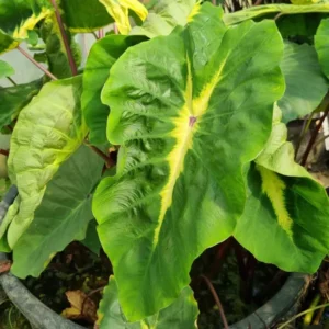 colocasia esculenta white lava