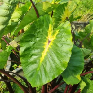 colocasia esculenta white lava