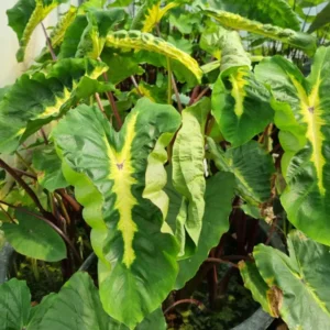 colocasia esculenta white lava