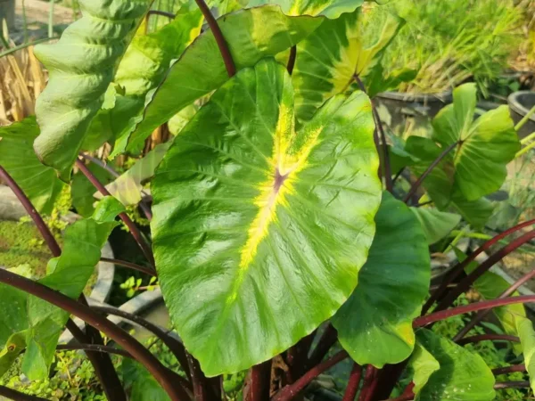colocasia esculenta white lava