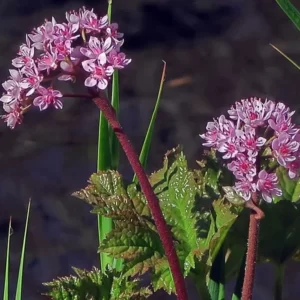 Darmera peltata