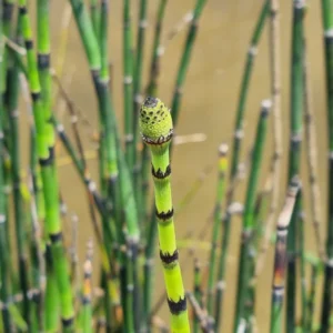 equisetum hyemale equiseto invernale