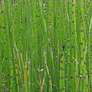 equisetum hyemale equiseto invernale
