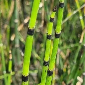 equisetum hyemale equiseto invernale