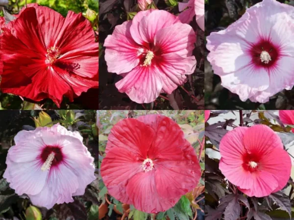 hibiscus moscheutos