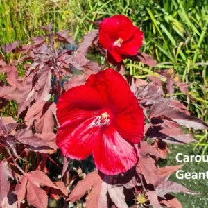 hibiscus moscheutos carousel geant red