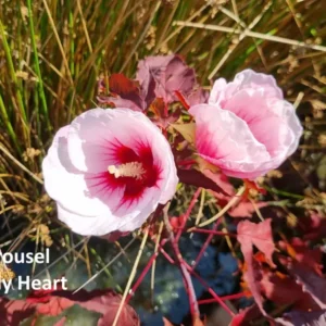 hibiscus moscheutos carousel jolly heart