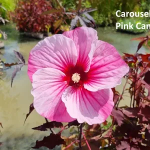 hibiscus moscheutos carousel pink candy