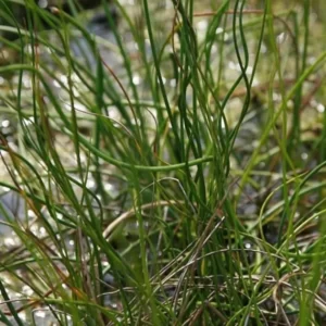 juncus effusus spiralis
