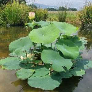 loto in vaso