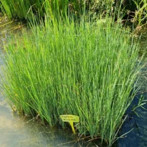 typha minima lisca minore
