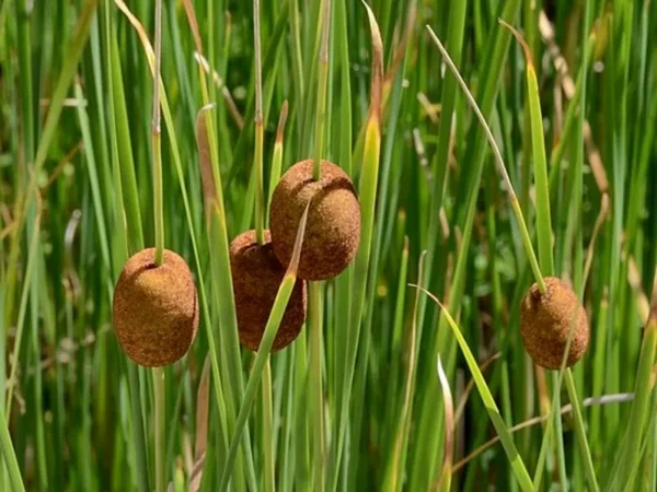typha minima lisca minore