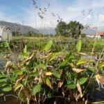 il laghetto in autunno