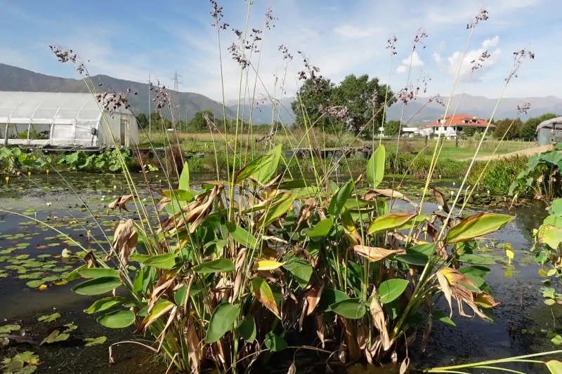 il laghetto in autunno