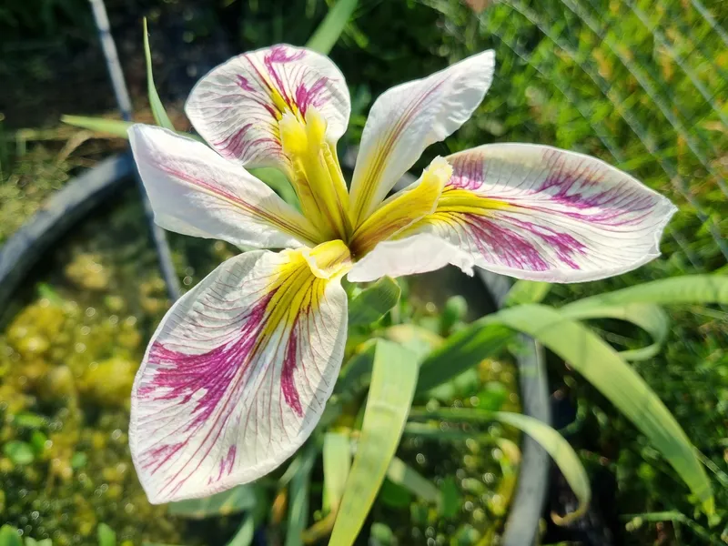 Iris louisiana 'Splitter Splatter' Piante Acquatiche Vivaio