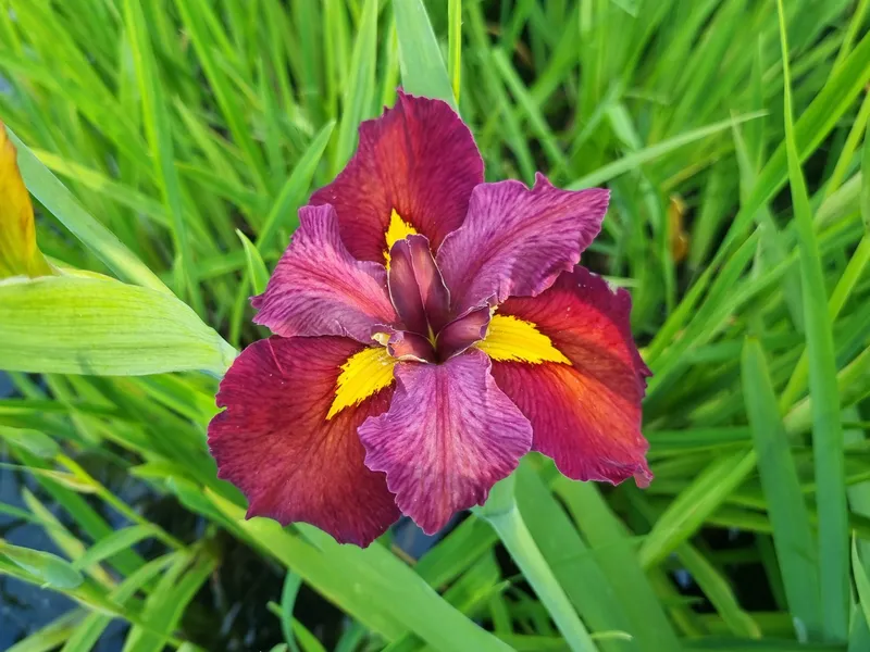 Iris louisiana 'Ann Chowning' - Piante Acquatiche Vivaio