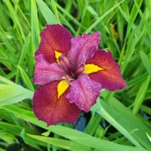 Iris louisiana Ann Chowning