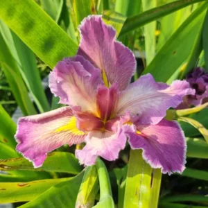 iris louisiana feather and fan