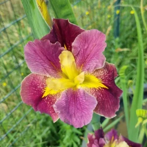 Iris louisiana Festival Acadian