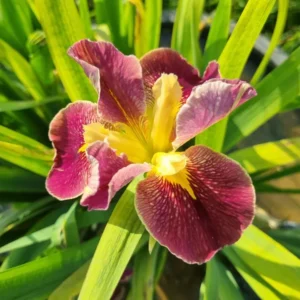 Iris louisiana Festival Acadian