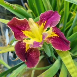Iris louisiana Festival Acadian