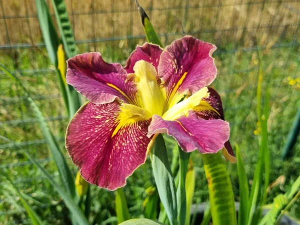 Iris louisiana Festival Acadian