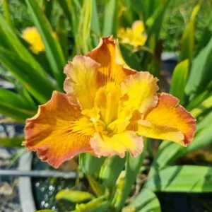 iris louisiana few are chosen