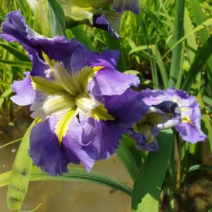 iris louisiana ginny's choice