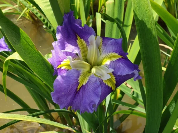 iris louisiana ginny's choice