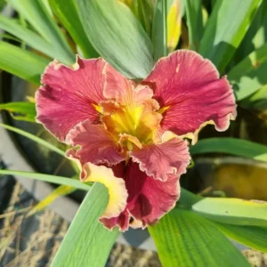 iris louisiana Hail Mary