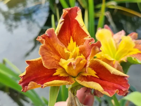 iris louisiana Hot and Spicy