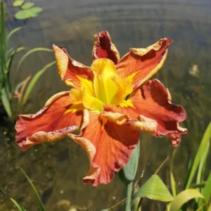 iris louisiana Hot and Spicy