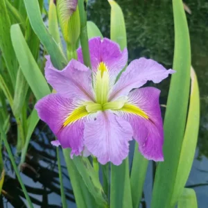 iris louisiana kristi g