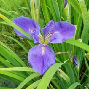 iris louisiana ruth holleyman