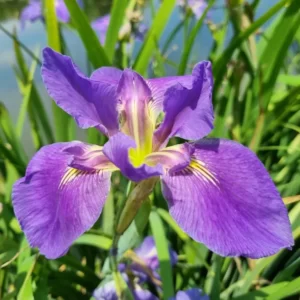 iris louisiana ruth holleyman